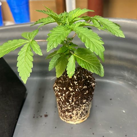 Misc x (LA Kush x Zkittles) #26 60.7g growlog timeline photo
