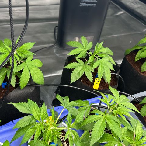 Misc x (LA Kush x Zkittles) #26 60.7g growlog timeline photo