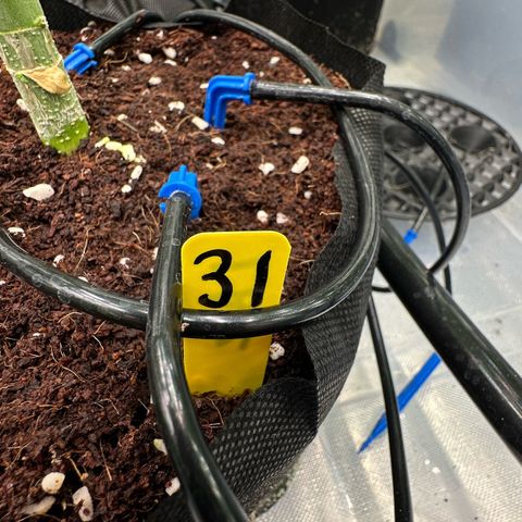 CxLAZ #16 50.72g growlog timeline photo