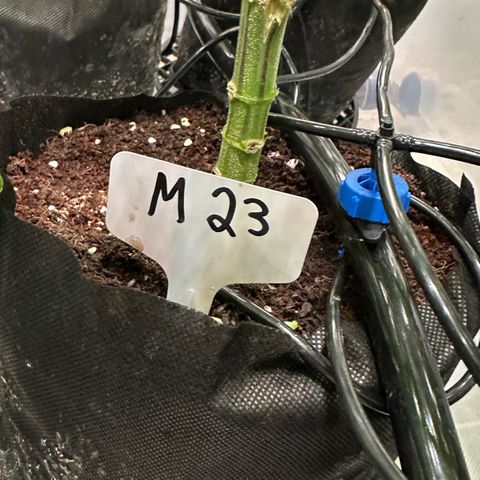 Misc x (LA Kush x Zkittles) #23 28.19g growlog timeline photo