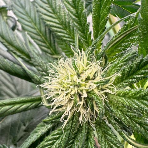 Misc x (LA Kush x Zkittles) #27 33.12g growlog timeline photo