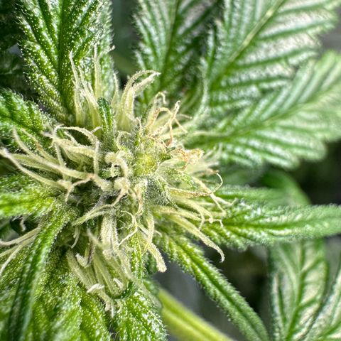 CxLAZ #16 50.72g growlog photo: Pollenated bud site 24hr later