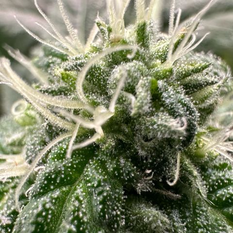 CxLAZ #16 50.72g growlog timeline photo