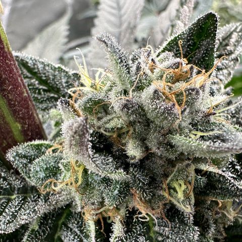 Misc x (LA Kush x Zkittles) #27 33.12g growlog timeline photo