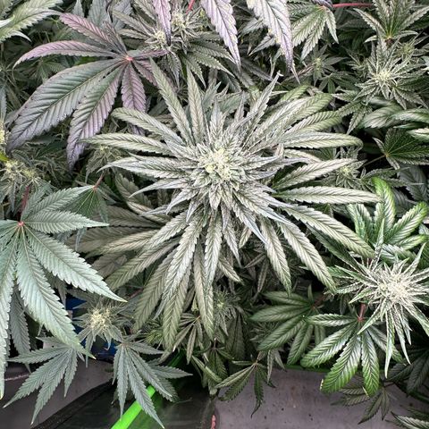 Misc x (LA Kush x Zkittles) #33 19.08g growlog timeline photo