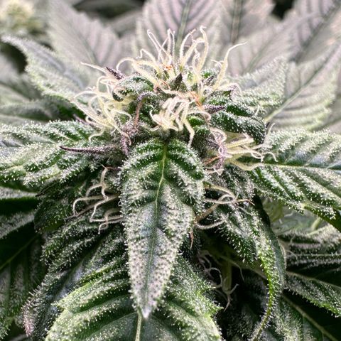Misc x (LA Kush x Zkittles) #35 28.55g growlog timeline photo