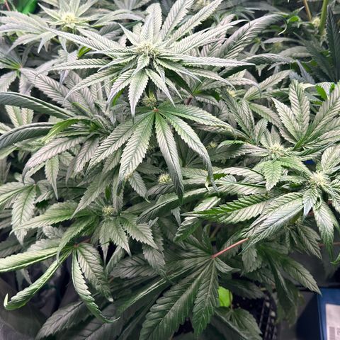 Misc x (LA Kush x Zkittles) #35 28.55g growlog timeline photo