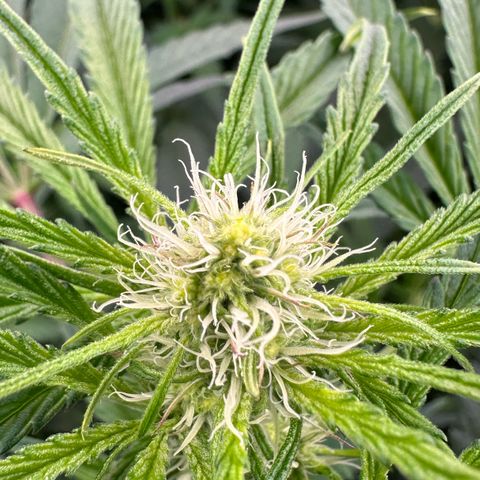 CxLAZ #16 50.72g growlog timeline photo