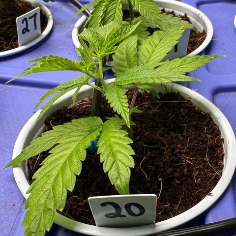 Shaman growlog timeline photo