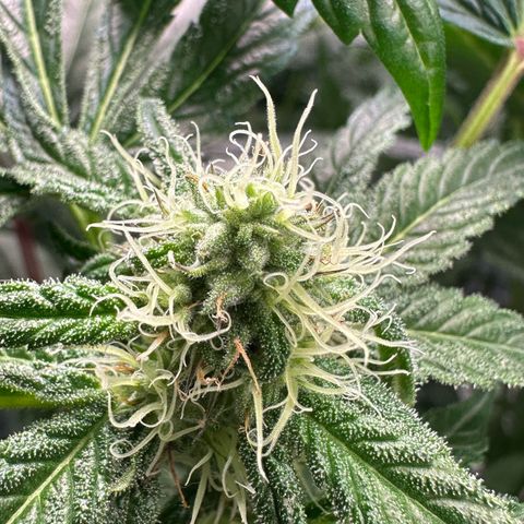 CxLAZ #31 58.75g growlog timeline photo