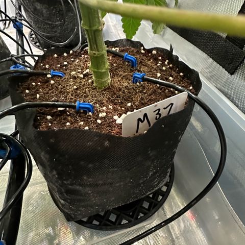 Misc x (LA Kush x Zkittles) #37 42.26g growlog timeline photo