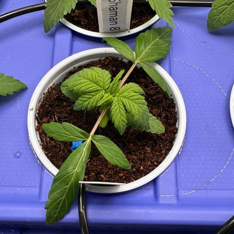 Auto Think Different  #3 growlog timeline photo