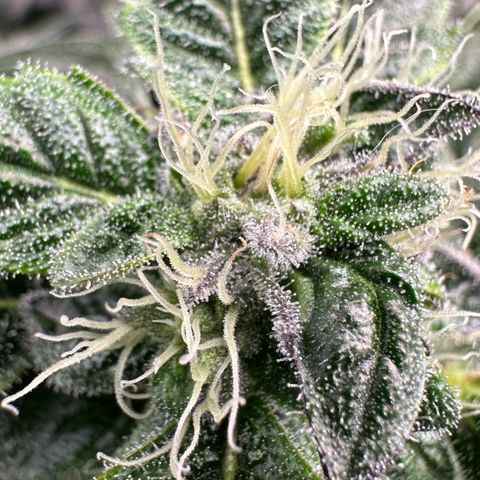 Misc x (LA Kush x Zkittles) #04 10.54g growlog timeline photo