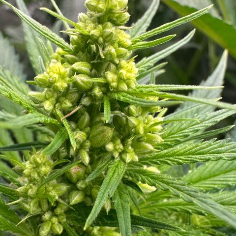 CxLAZ #16 50.72g growlog timeline photo