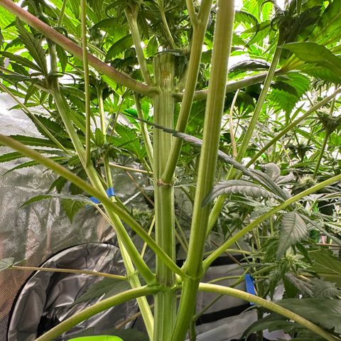 Misc x (LA Kush x Zkittles) #35 28.55g growlog timeline photo
