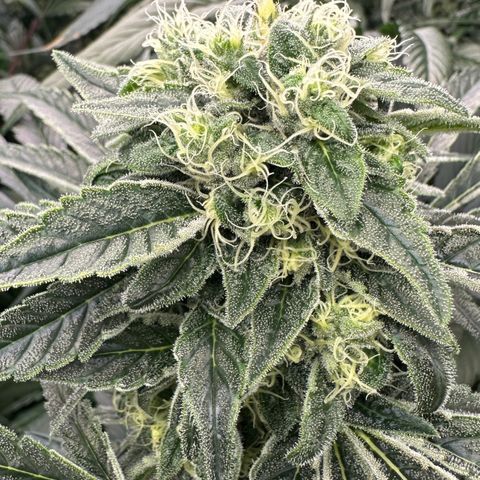Misc x (LA Kush x Zkittles) #08 growlog timeline photo