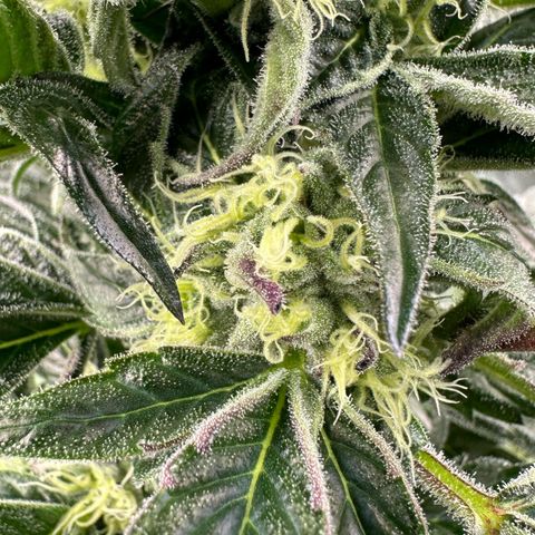 Misc x (LA Kush x Zkittles) #37 42.26g growlog timeline photo