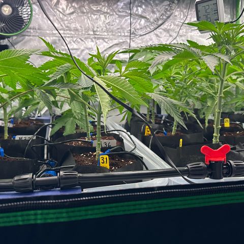 CxLAZ #16 50.72g growlog photo: Lollipoped