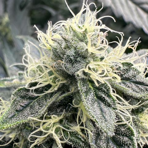 CxLAZ #15 52g growlog timeline photo