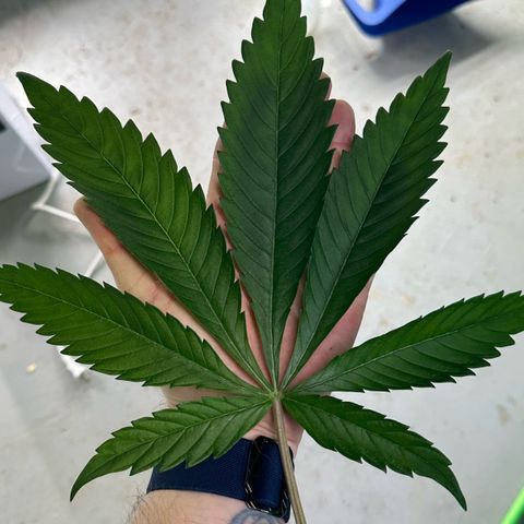 CxLAZ #16 50.72g growlog timeline photo