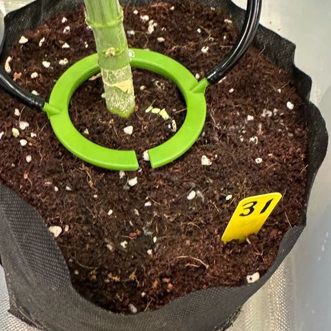 CxLAZ #31 58.75g growlog timeline photo