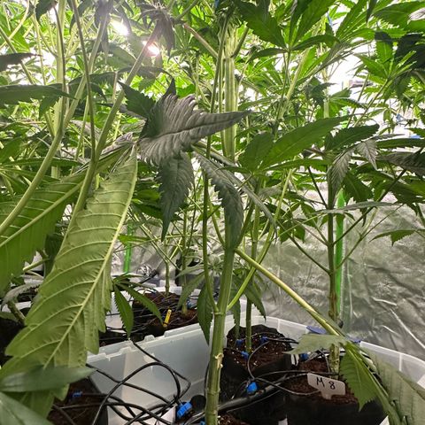 CxLAZ #16 50.72g growlog photo: Trained top