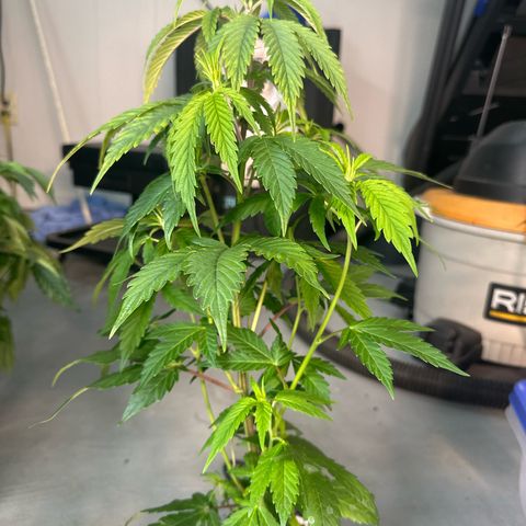 MiscxLAZ #29 C growlog timeline photo
