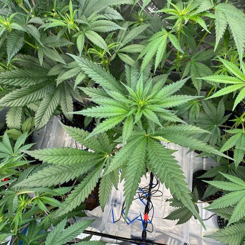 CxLAZ #16 50.72g growlog timeline photo