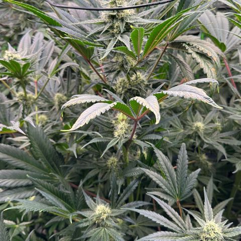CxLAZ #31 58.75g growlog timeline photo