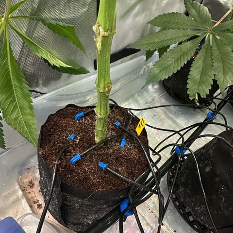 CxLAZ #24 37.13g growlog timeline photo