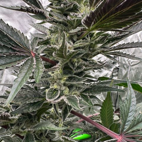 CxLAZ #03 45.52g growlog timeline photo