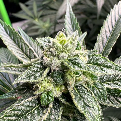 Misc x (LA Kush x Zkittles) #26 60.7g growlog timeline photo