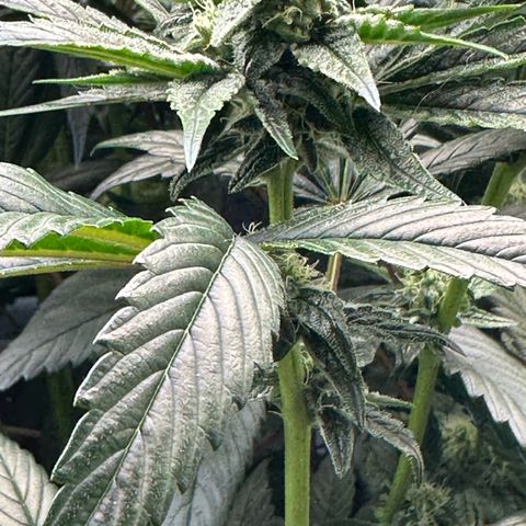 Misc x (LA Kush x Zkittles) #26 60.7g growlog timeline photo