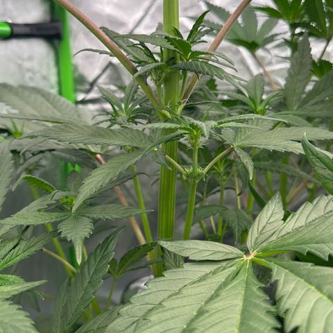 CxLAZ #16 50.72g growlog timeline photo