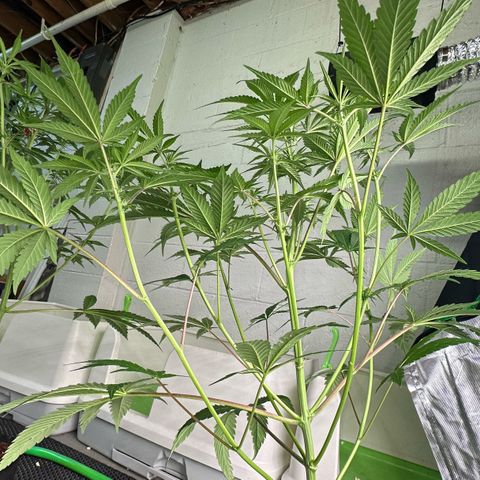CxLAZ #16 50.72g growlog timeline photo