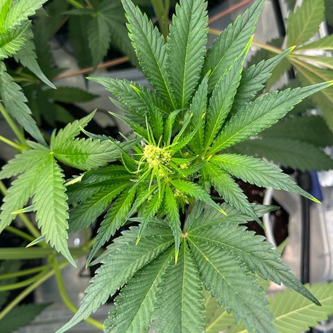 CxLAZ #16 50.72g growlog timeline photo