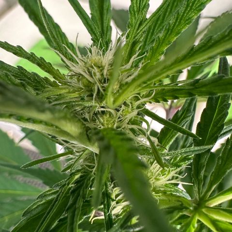 CxLAZ #16 50.72g growlog timeline photo