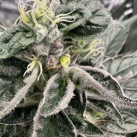 CxLAZ #03 45.52g growlog timeline photo
