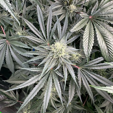 CxLAZ #15 52g growlog timeline photo