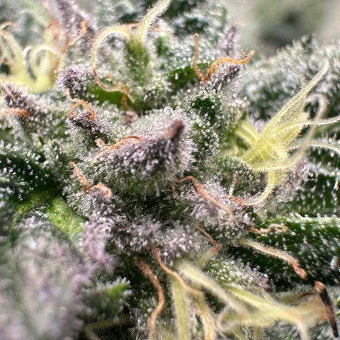 Misc x (LA Kush x Zkittles) #35 28.55g growlog timeline photo