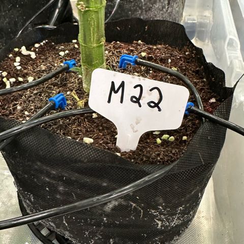 Misc x (LA Kush x Zkittles) #22 34.14g growlog timeline photo