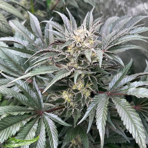 Misc x (LA Kush x Zkittles) #37 42.26g growlog timeline photo