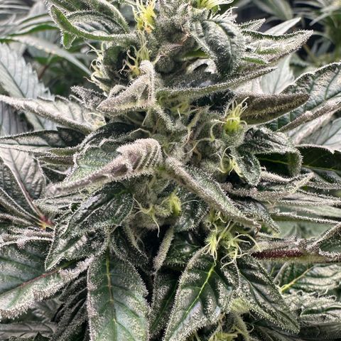 CxLAZ #03 45.52g growlog timeline photo