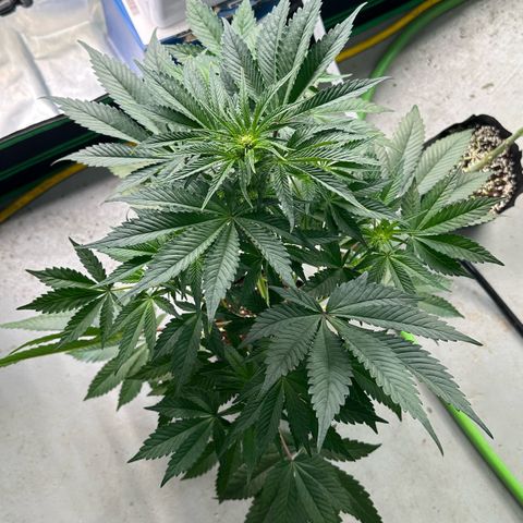 CxLAZ #16 50.72g growlog timeline photo