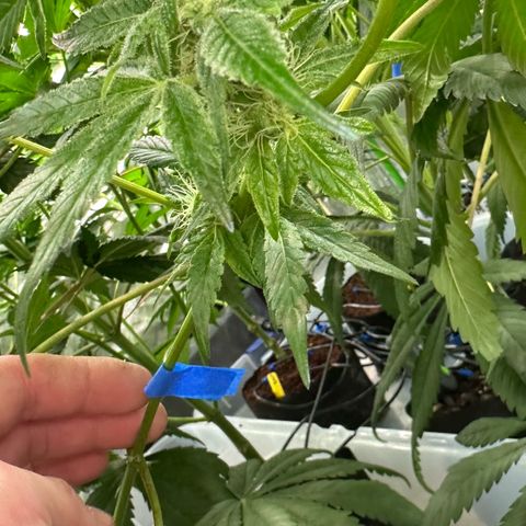 CxLAZ #20 13.7g growlog timeline photo