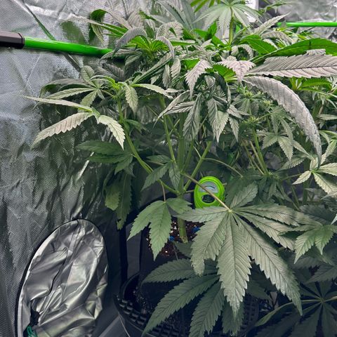 Misc x (LA Kush x Zkittles) #35 28.55g growlog timeline photo