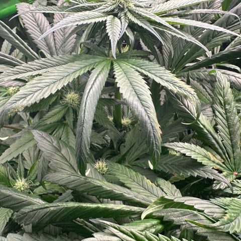 Misc x (LA Kush x Zkittles) #35 28.55g growlog photo: Possible magnesium deficit, added 70ml cal-mag to res
