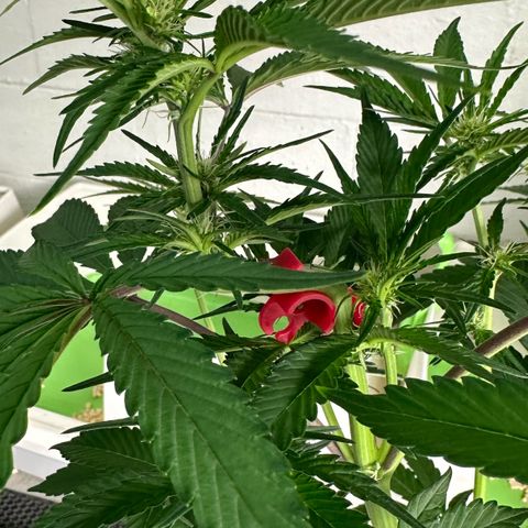 CxLAZ #16 50.72g growlog timeline photo