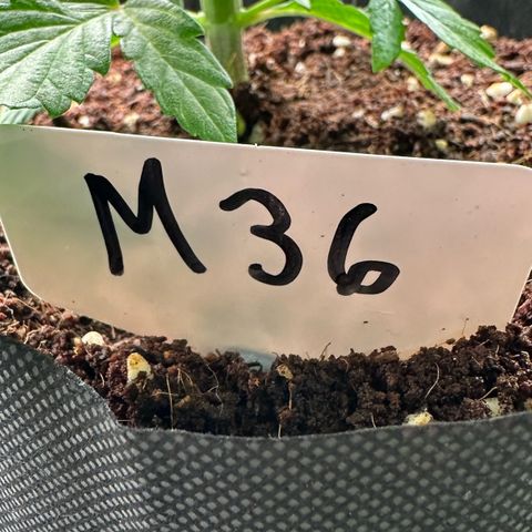 CxLAZ #16 50.72g growlog photo: Lollipoped
