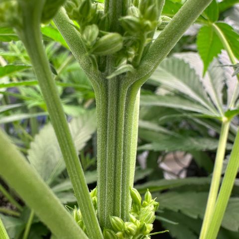 CxLAZ #16 50.72g growlog photo: Male